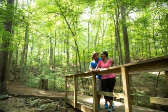 Big Trees Forest Preserve